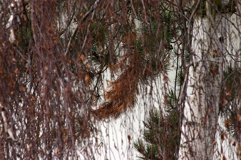 Gros plan d’une branche cachée