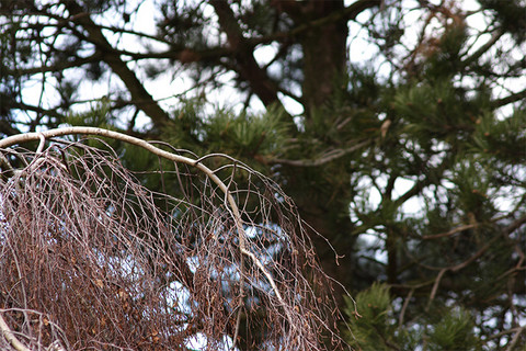 Branche devant un sapin